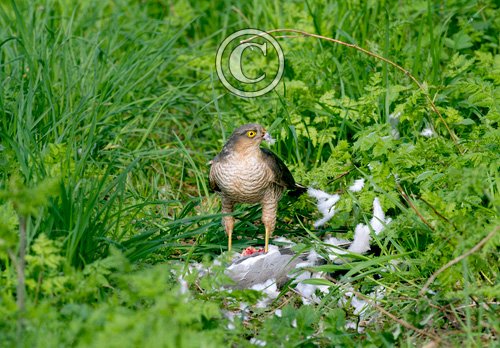 Sparrow Hawk on a Wood Pigeon DM1485